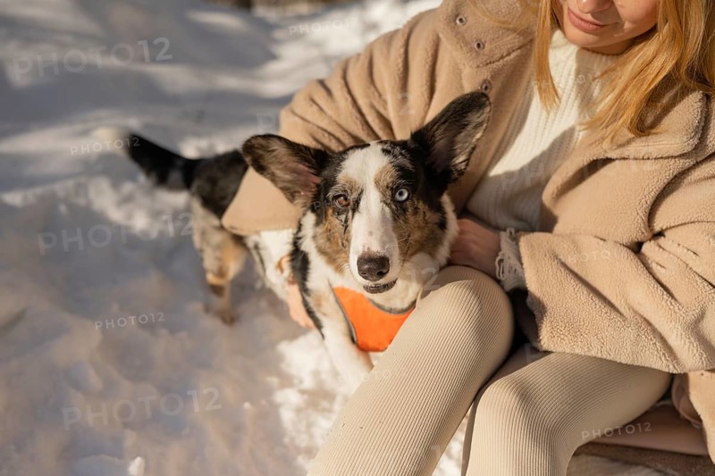 A cropped unrecognizable woman enjoys a serene winter walk in the forest with her Border Collie. The dog, dressed in an orange coat, looks up while its distinct multicolored eyes sparkle under the sunlight