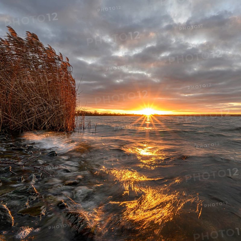 Sunrise with reeds in morning light at Dümmer See, Lower Saxony, Lembruch, Lower Saxony, Germany