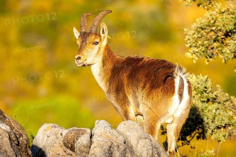 An Iberian ibex stands on rocky terrain at sunrise, showcasing its majestic horns and keen gaze. The warm colors of the surrounding landscape highlight the beauty of this wild goat native to the Iberian Peninsula