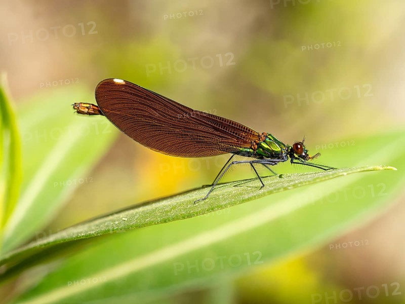 Dragonfly, Dragonfly, Dragonfly, Greece, Lesbos Island, (Crocothemis erythraea), Lesbos, Lesbos Island, Greece