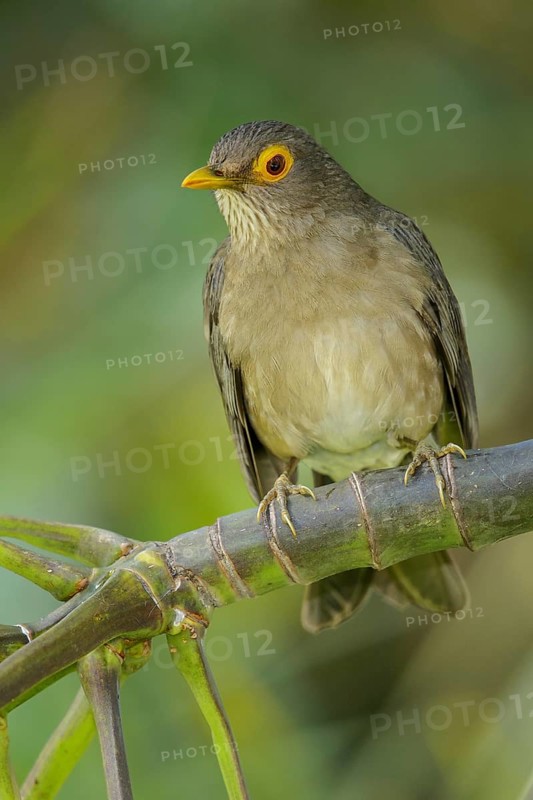 Bare-eyed Thrush (Turdus nudigenis nudigenis) perched on a branch on the Caribbean Island of Martinique