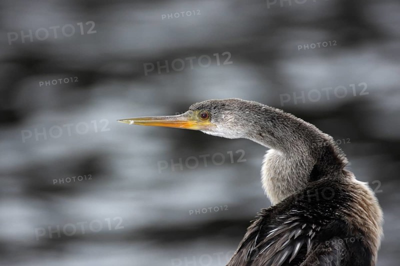 American Darter (Anhinga anhinga), Myakka River State Park, Florida, USA, America