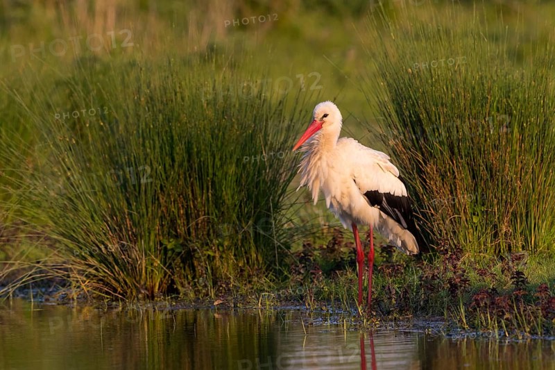Weißstorch, White Stork, Ciconia ciconia, Cigogne blanche, Cigüeña Blanca, Cigüeña Común