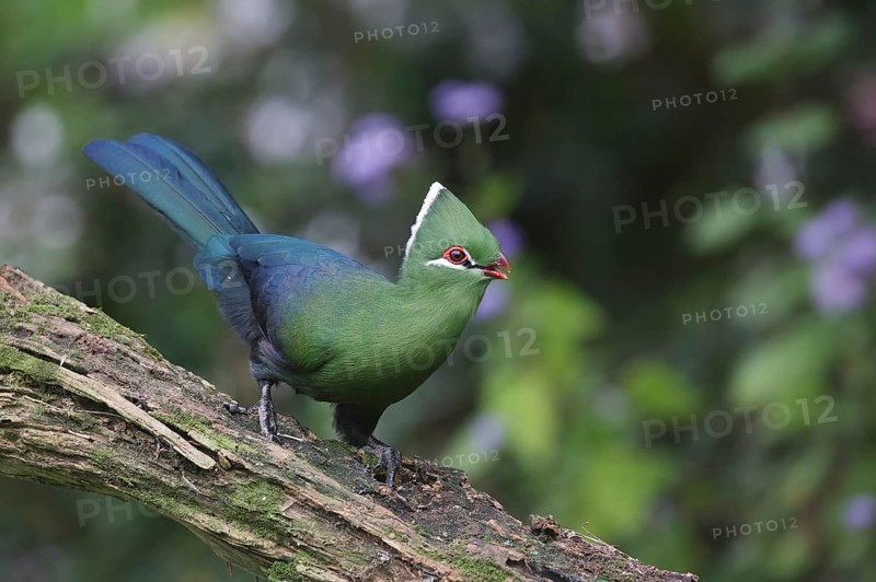 Knysna Turaco (Tauraco corythaix), Western Cape, South Africa