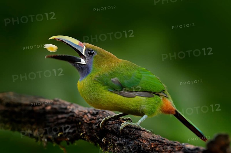 Blue-throated Toucanet, Aulacorhynchus prasinus, detail portrait of green toucan bird, nature habitat, Costa Rica. Beautiful bird with big bill. Toucan with fruits in bill. Wildlife scene, nature