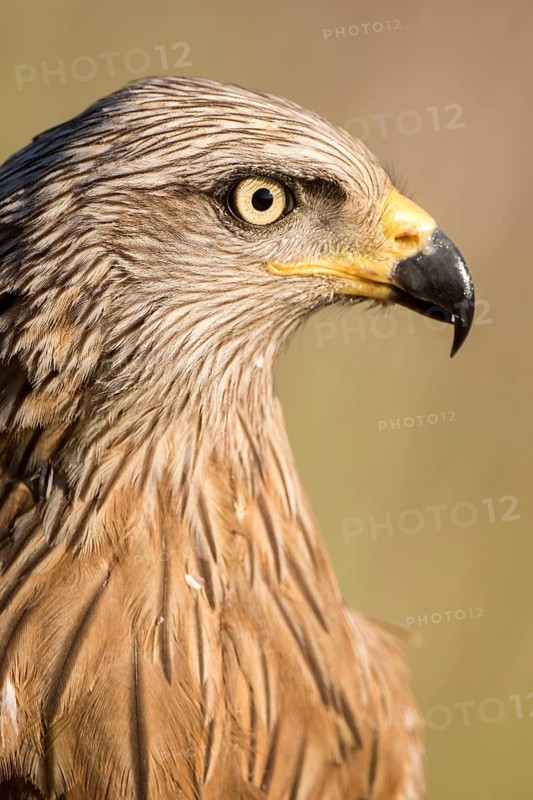 Black Kite (Milvus migrans), Madrid, Spain