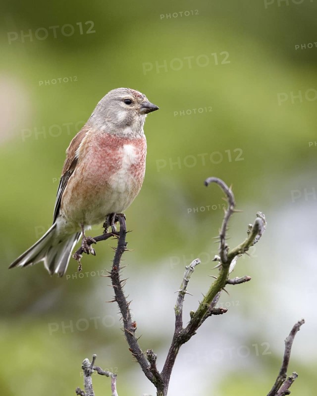 Common Linnet (Linaria cannabina), Schleswig-Holstein, Germany