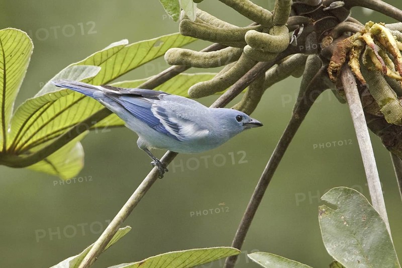 Blue-grey Tanager (Thraupis episcopus), Ecuador