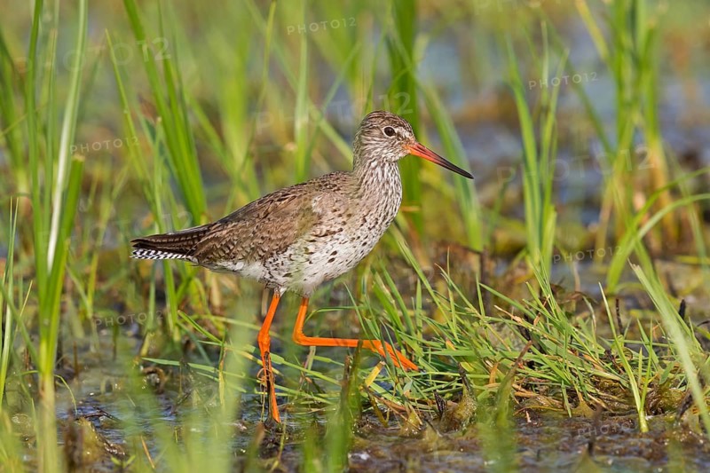 Rotschenkel, Common Redshank, Redshank, Tringa totanus, Chevalier gambette, Archibebe Común