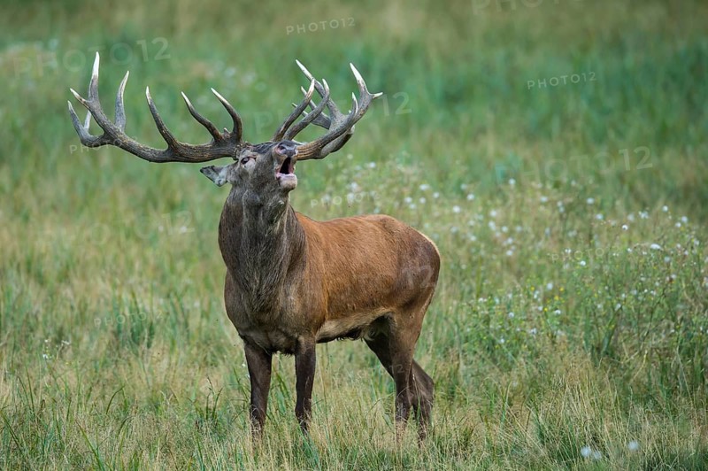 Red Deer (Cervus elaphus) stag roaring, Denmark