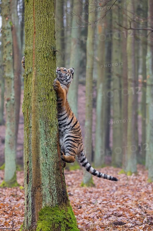 One young female Siberian Tiger, Panthera tigris altaica, climbing up a tree in a forest
