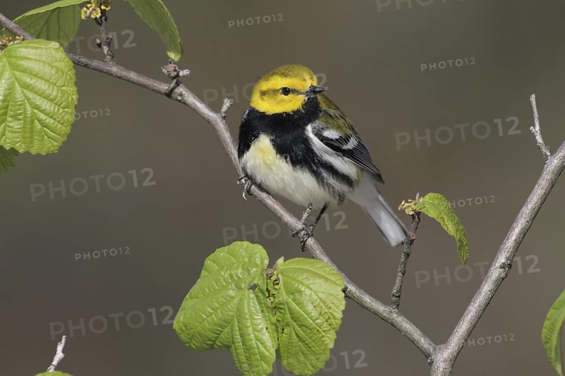 Black-throated Green Warbler (Setophaga virens), West Virginia, USA