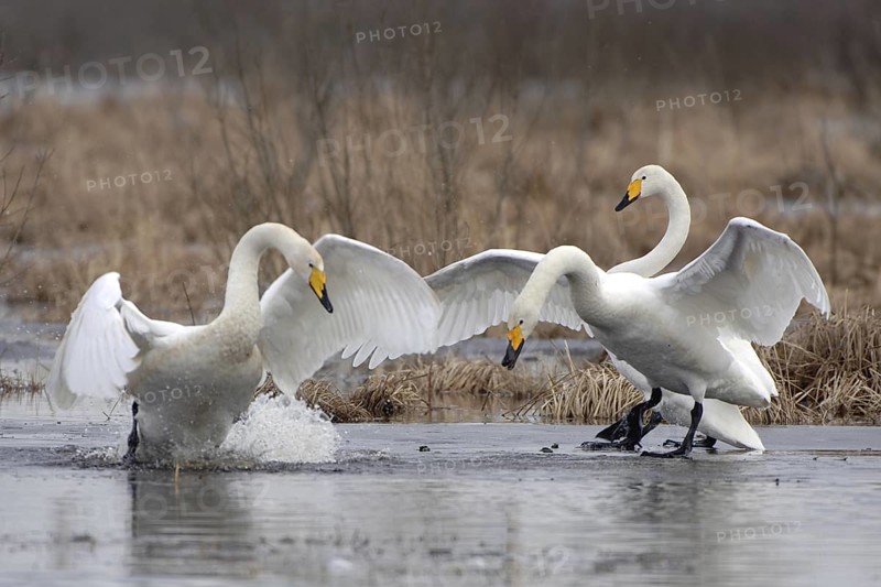 Whooper Swan (Cygnus cygnus) mating, Vaestergoetland, Sweden