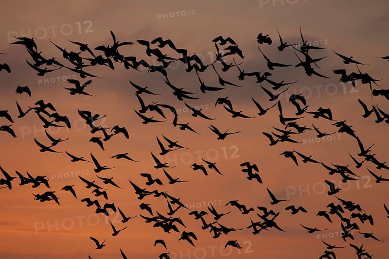 Pink-footed goose (Anser brachyrhynchus) adult geese birds taking off in flight in a large flock or skein silhouette at sunset in winter, Norfolk, England, United Kingdom