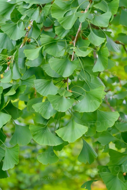 Maidenhair tree (Ginkgo biloba), Giessen Botanical Garden, Giessen, Hesse, Germany