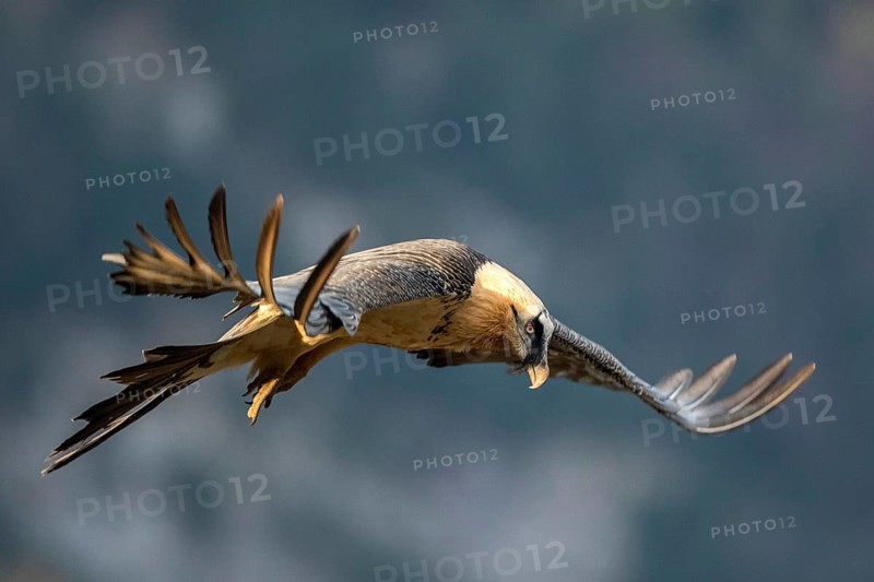 Bearded Vulture (Gypaetus barbatus) flying, Aragon, Spain