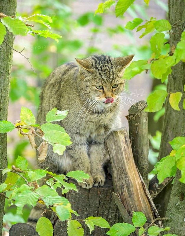 European wildcat or forest cat (Felis silvestris) in the wildcat enclosure at the Thayatal National Park House, Hardegg, Lower Austria, Austria