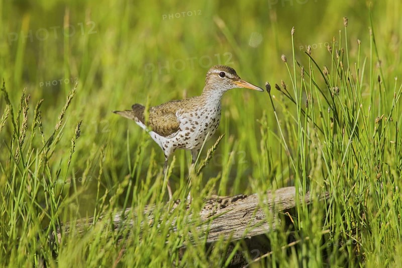 Spotted Sandpiper Actitis macularius east of Beaver, Utah, United States 4 July Adult in breeding plumage. Scolopacidae