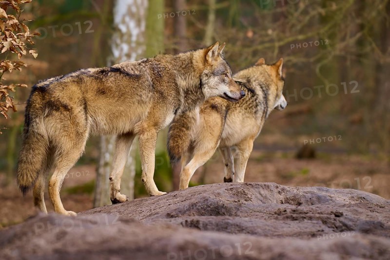 Two wolves standing next to each other on a mound in the forest, Wolf (Canis lupus), Germany