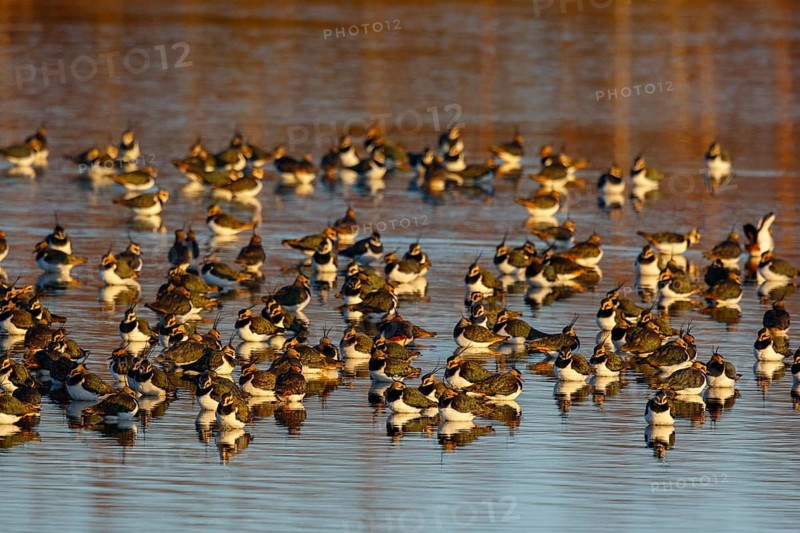 Northern Lapwing (Vanellus vanellus) huge flock, Netherlands