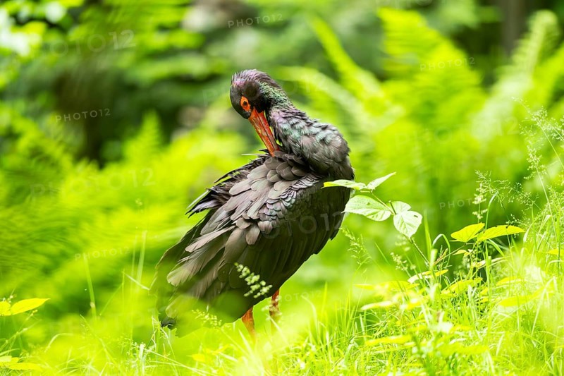 Black stork (Ciconia nigra) standing on a meadow, Bavaria, Germany