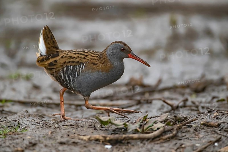 Water rail (Rallus aquaticus) adult bird walking on mud, England, United KIngdom