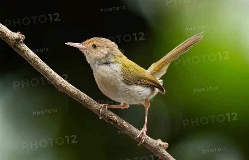 Common Tailorbird (Orthotomus sutorius) perched on a slender branch, Sreepur, Gazipur, bangladesh
