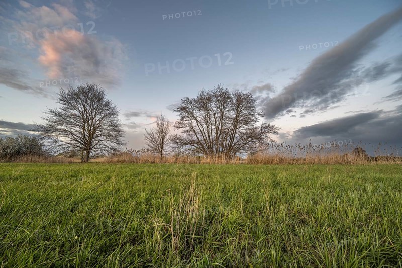 The sky shows clouds with shades of pink. Two large trees stand a short distance away, surrounded by green fields and tall grass. The evening light illuminates the scene. Bas Rhin, Alsace, France