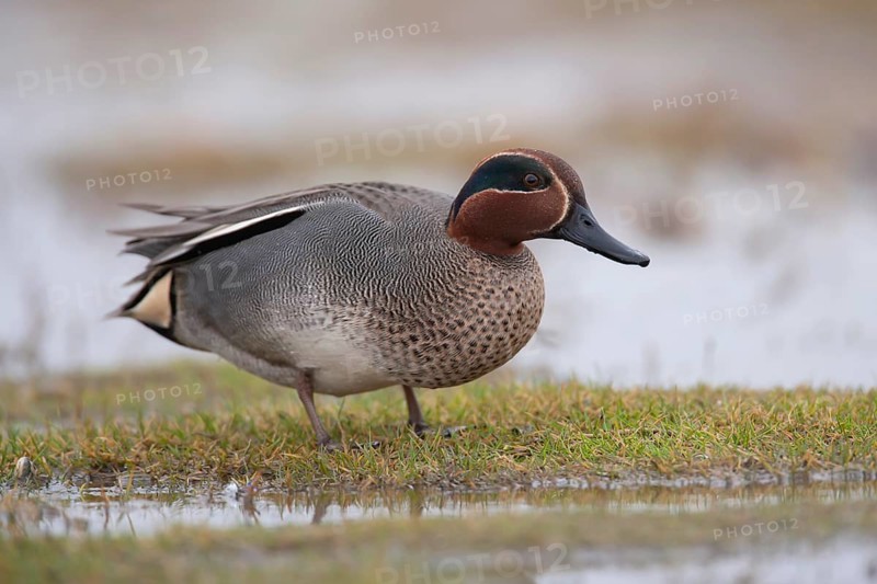 Common teal (Anas crecca) duck adult male bird on a flooded meadow, Norfolk, England, United Kingdom