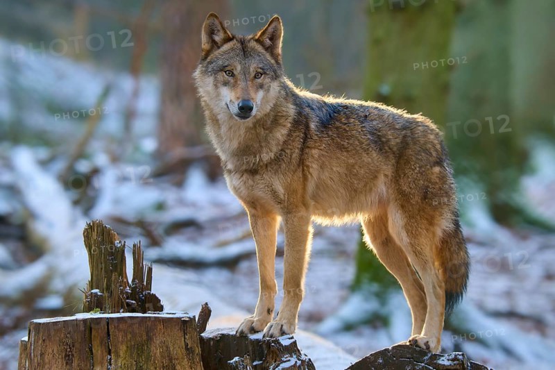 A wolf in a snowy forest, surrounded by sunbeams on a tree stump, winter, wolf (Canis lupus), Germany