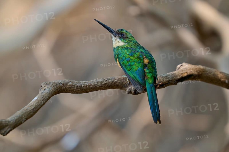 A small, colourful bird resting on a branch in nature, Rufous-tailed jacamar (Galbula ruficauda), Pantanal, Mato Grosso, Brazil