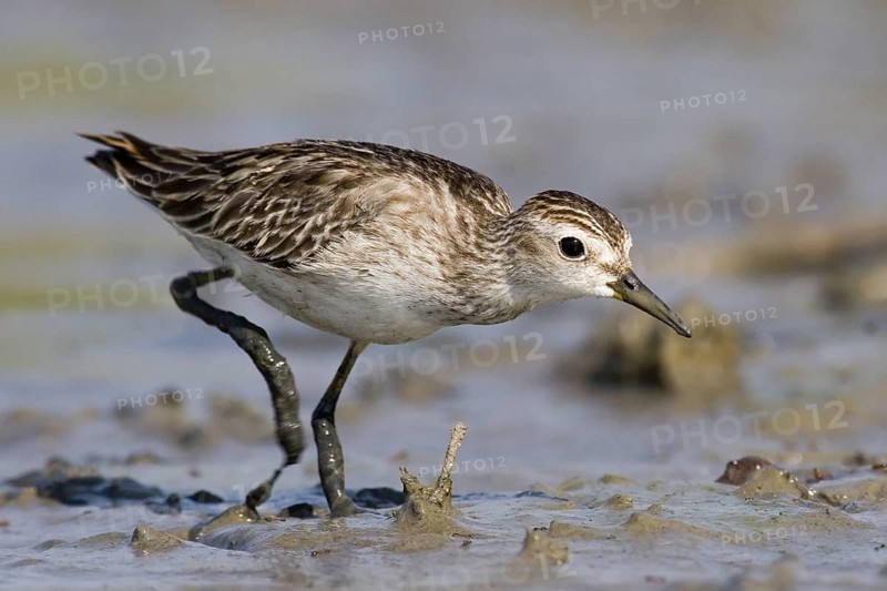 Long-toed Stint (Calidris subminuta) foraging, Western Australia, Australia