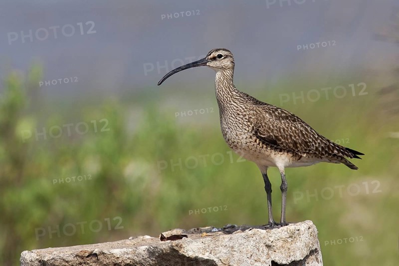 Whimbrel (Numenius phaeopus), Texas, USA