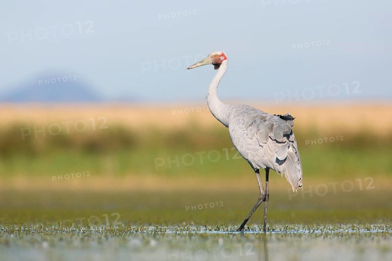 Brolga (Antigone rubicunda), Victoria, Australia