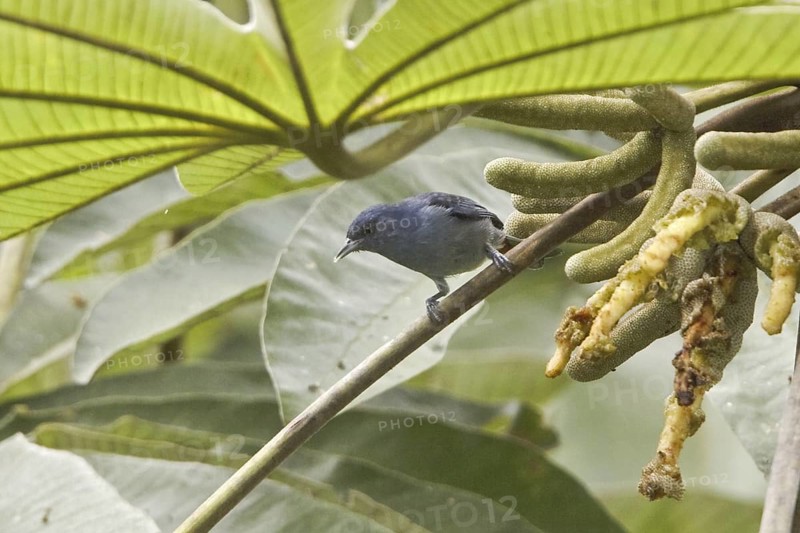 Chestnut-vented Conebill (Conirostrum speciosum), Ecuador