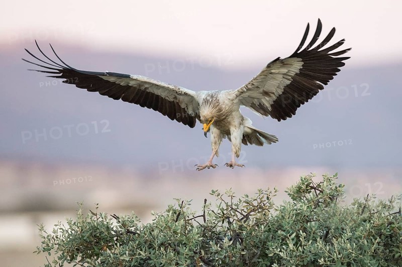 Egyptian Vulture (Neophron percnopterus) landing, Castile-La Mancha, Spain