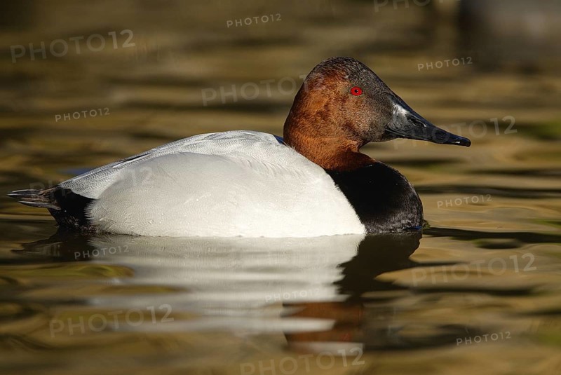 Canvasback (Aythya valisineria) male, Arizona, USA