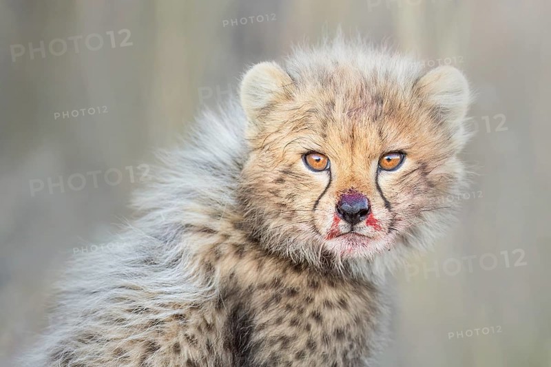 Cheetah (Acinonyx jubatus) cub with blood-smeared face close-up, Philippolis, South Africa