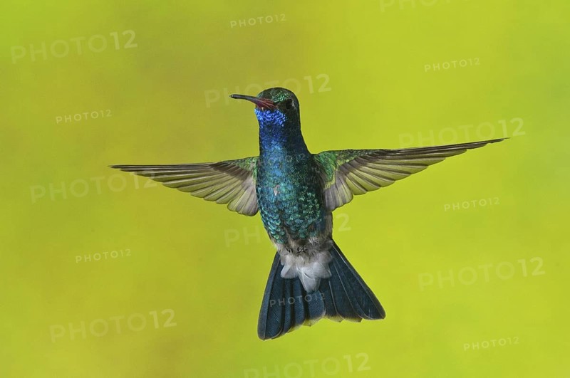 Broad-billed Hummingbird (Cynanthus latirostris), Arizona, USA