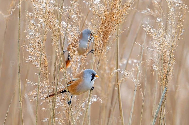 Two bearded reedlings, bearded tits (Panurus biarmicus) males perched on reed stems while foraging among seed heads in reedbed at wetland in spring