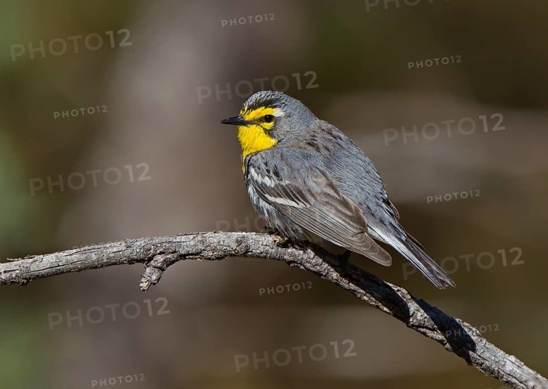 Grace's Warbler (Setophaga graciae) male, Arizona, USA