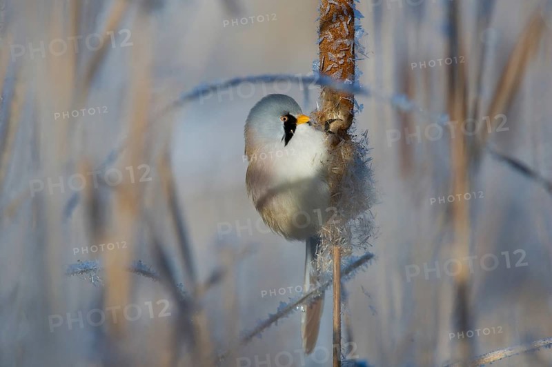 Bearded Reedling (Panurus biarmicus) male feeding on cattail seed, Thuringia, Germany