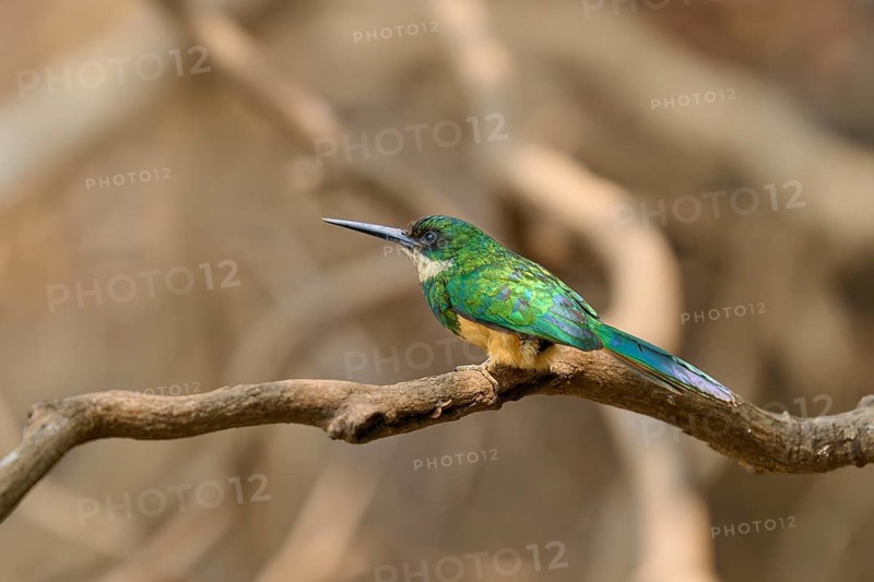 A colourful bird looks to the side and sits on a branch against a blurred background, Rufous-tailed jacamar (Galbula ruficauda), Pantanal, Mato Grosso, Brazil