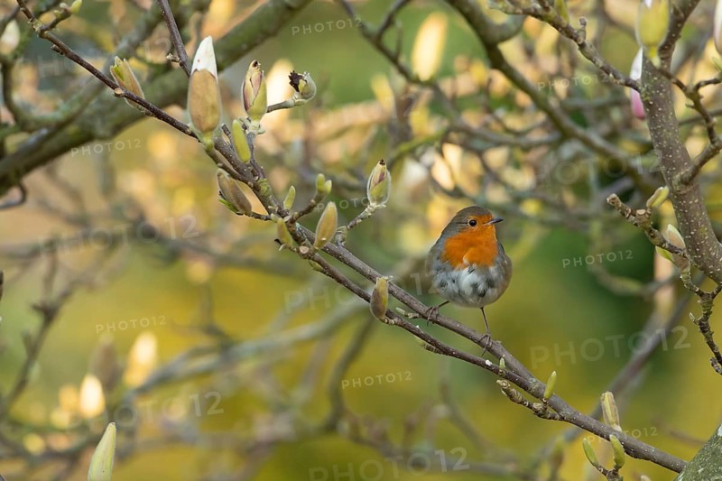 European robin (Erithacus rubecula) adult garden bird perched in a flowering Magnolia tree in spring, Suffolk, England, United Kingdom