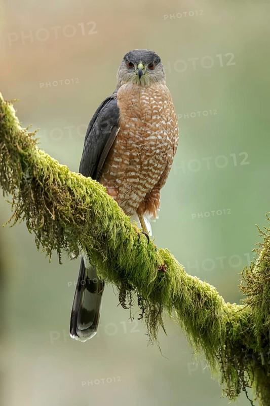 Coopers Hawk (Accipiter cooperii) perched on a branch in Victoria, BC, Canada
