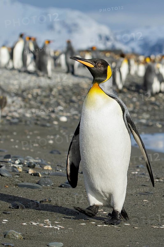King Penguin (Aptenodytes patagonicus) perched on a rocky beach on South Georgia Island