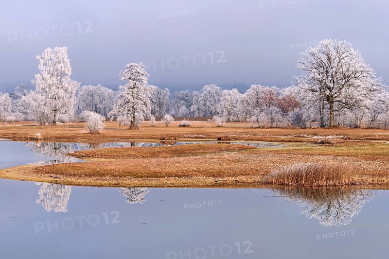 Frozen pond and trees in hoarfrost, nature reserve, Schoren, Mühlau, Freiamt, Aargau Canton, Switzerland