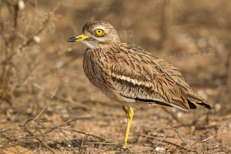 Eurasian Stone-curlew (Burhinus oedicnemus), Morocco