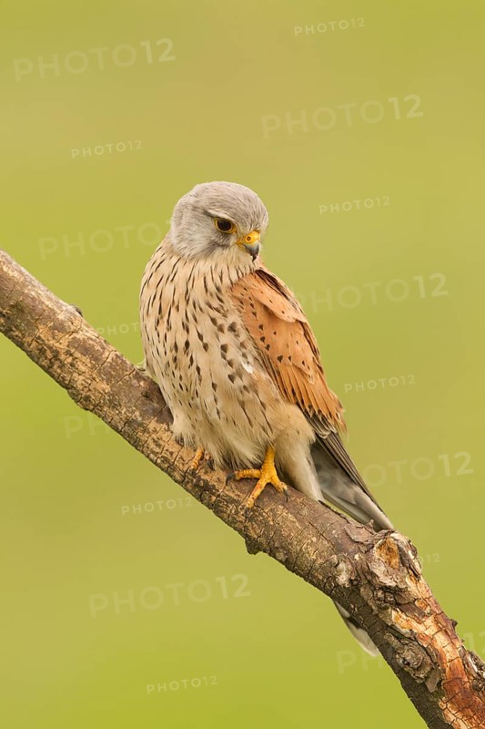 Common Kestrel (Falco tinnunculus) male perched on a branch, Serbia