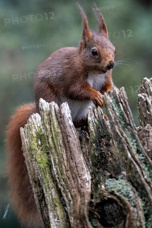 Squirrel (Sciurus vulgaris), Emsland, Lower Saxony, Germany